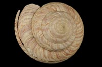 藏品(龍宮翁戎螺)的圖片